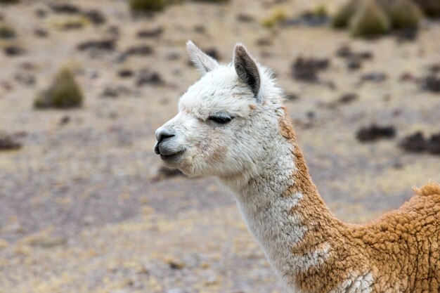 Lamowie W Andach, W Górach, Peru