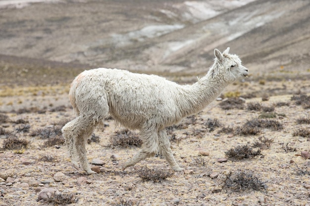 Lamowie w AndachGóry Peru