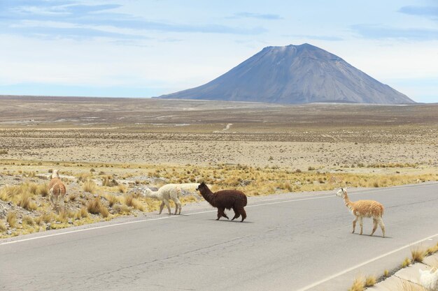 Lamowie w AndachGóry Peru