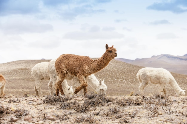 Lamowie W Andachgóry Peru