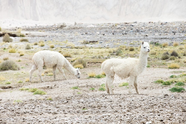Lamowie w AndachGóry Peru