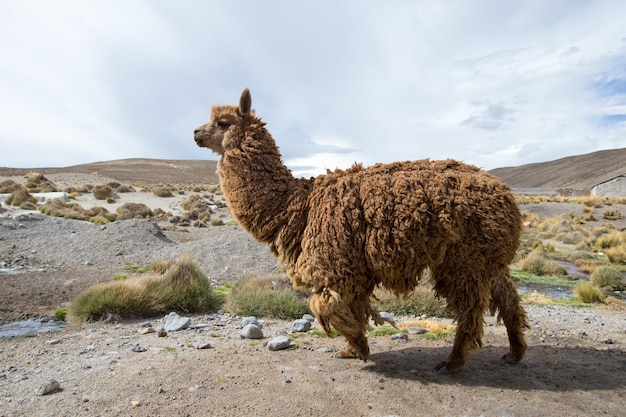 Lamowie w AndachGóry Peru