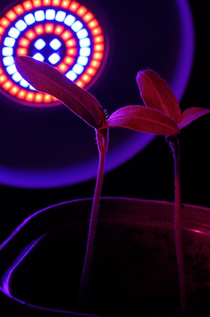 Lampa LED do uprawy roślin dla rolnictwa, Phytolampy. Rośliny domowe pod lampą fito.