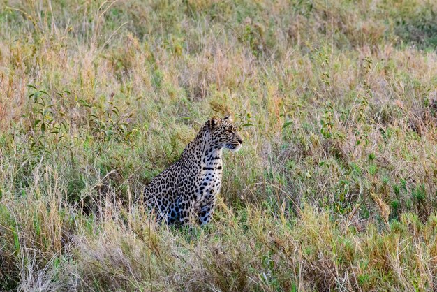 Lampart afrykański (panthera pardus) w parku narodowym Serengeti w Tanzanii. Zdjęcie dzikiej przyrody