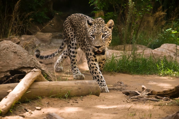 Lampart afrykański (Panthera pardus)