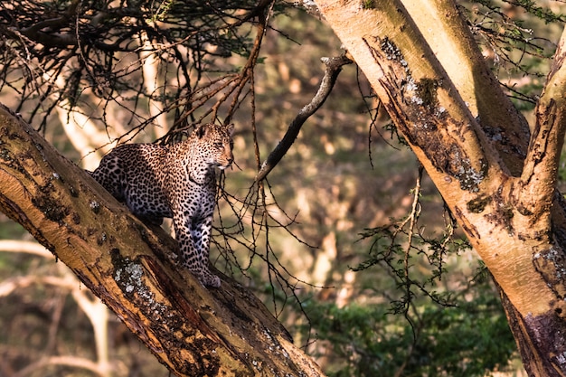 Lampart chuje się na drzewie. Nakuru, Kenia