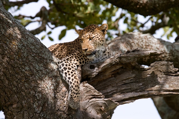 Lampart leży na drzewie. Park Narodowy. Kenia. Tanzania. Masajowie Mara. Serengeti.