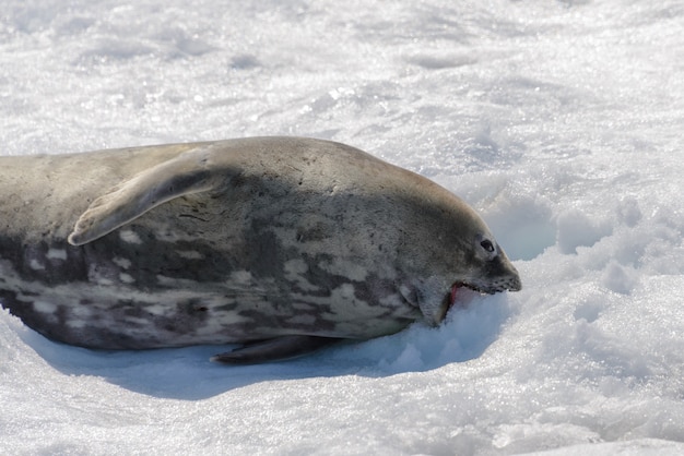 Zdjęcie lampart morski na plaży ze śniegiem na antarktydzie