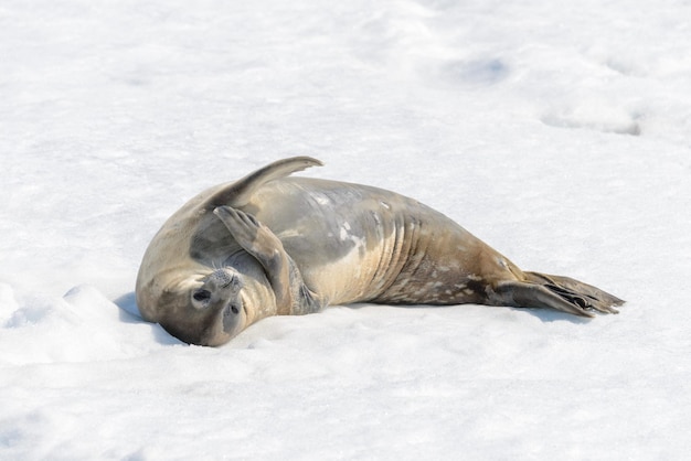 Lampart morski na plaży ze śniegiem na Antarktydzie