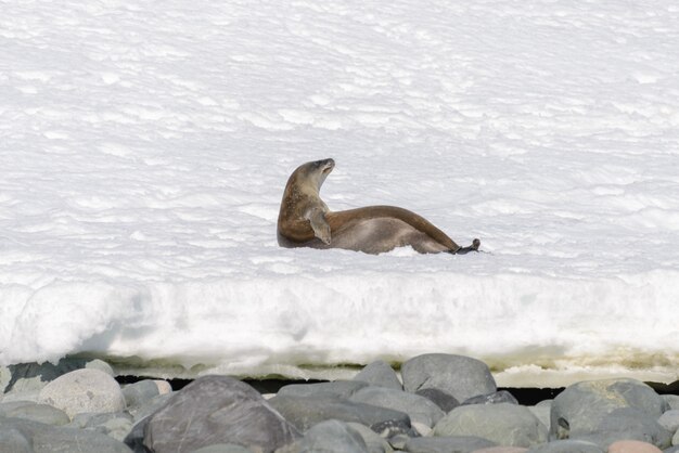 Lampart Morski Na Plaży Ze śniegiem Na Antarktydzie