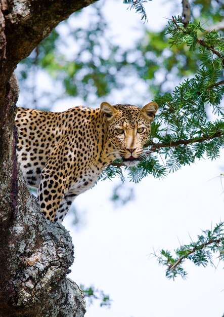 Lampart na drzewie. Park Narodowy. Kenia. Tanzania. Masajowie Mara. Serengeti.