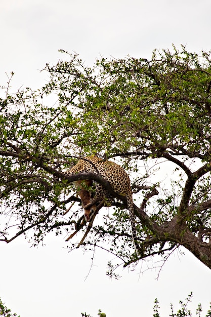 Lampart na drzewie z martwą impala w rezerwacie narodowym Masai Mara w Kenii