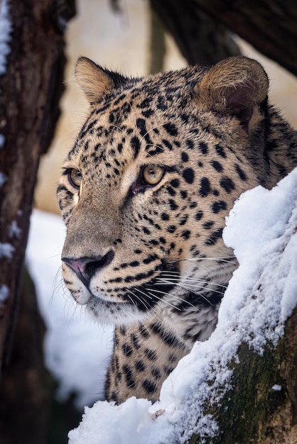 Lampart perski Panthera pardus saxicolor zimą