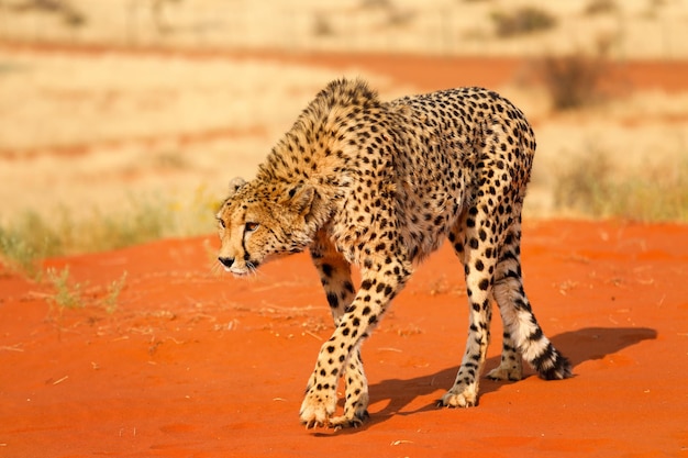 Lampart spaceruje po piasku na pustyni Kalahari Namibia