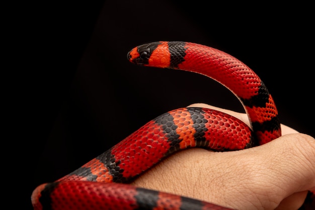 Lampropeltis triangulum, powszechnie znany jako wąż mleczny lub mleczny wąż, to gatunek kingsnake.