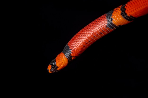 Lampropeltis triangulum powszechnie znany jako wąż mleczny lub wąż mleczny jest gatunkiem wężyka królewskiego