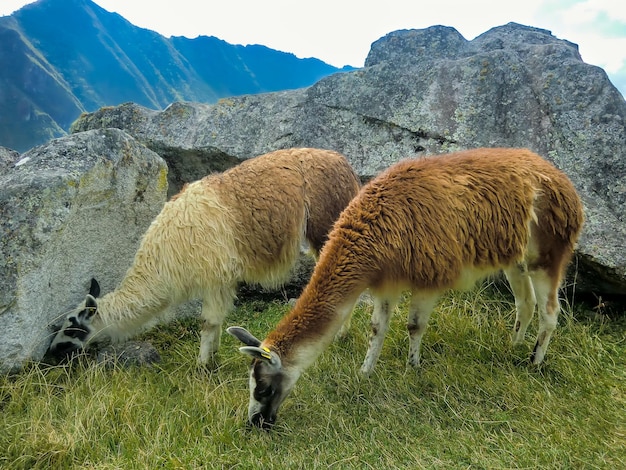 Lamy pasące się w ruinach Machu Picchu Cusco Peru