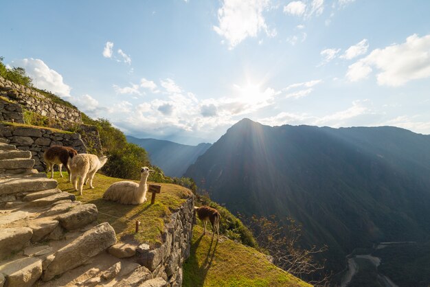 Lamy w podświetleniu w Machu Picchu, Peru