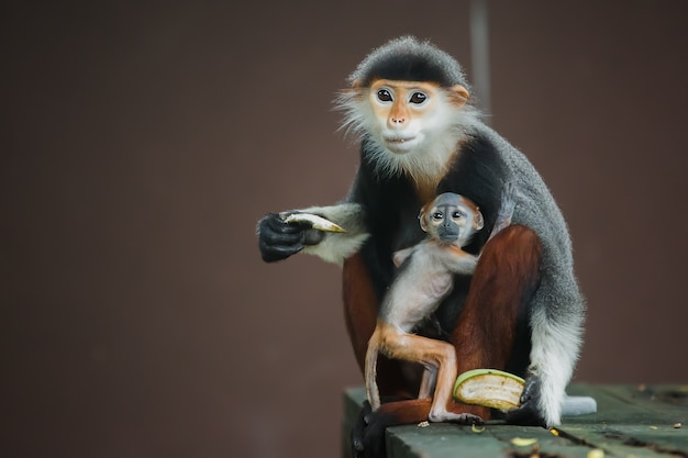 Langur małpa matka i dziecko jedzenie.