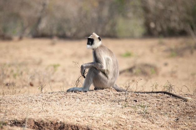 Langur Szary Lub Hanuman Langur Lub Hanuman Małpa Siedząca Na Ziemi