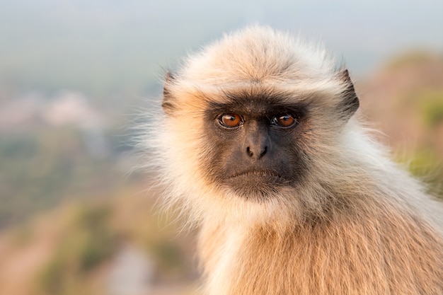 Langurs (Presbytis entellus) w Indiach.