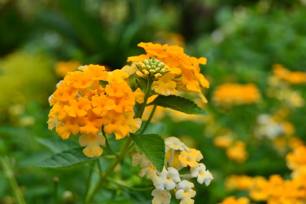 lantana camara kwiat w ogrodzie