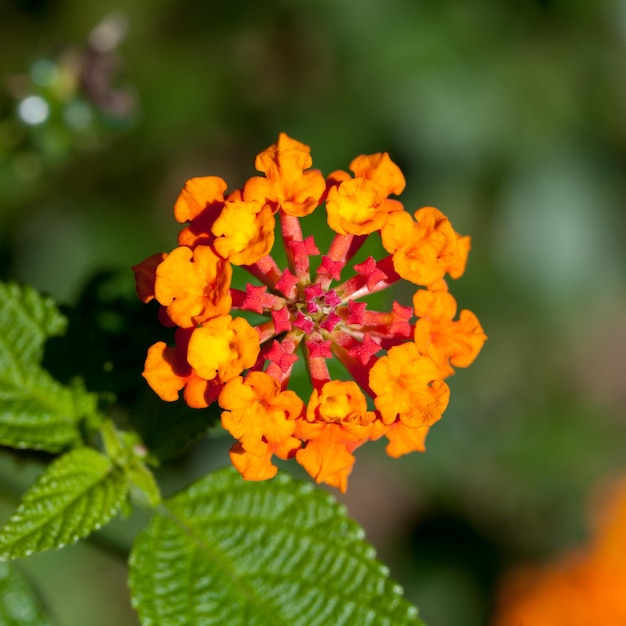 lantana camara kwiaty