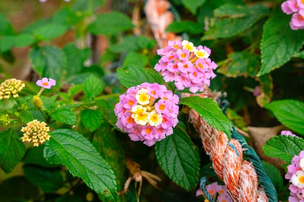 Lantana camara pospolita lantana to gatunek rośliny kwitnącej z rodziny werbeny Verbenaceae