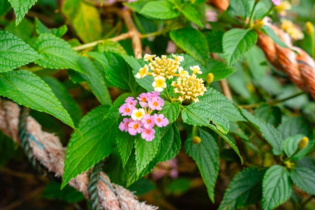 Lantana camara pospolita lantana to gatunek rośliny kwitnącej z rodziny werbeny Verbenaceae