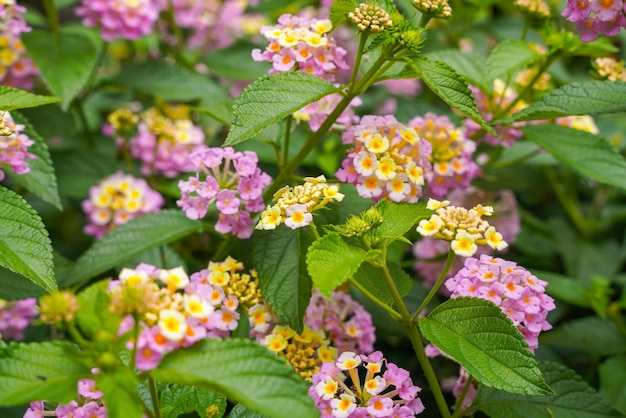 Lantana camara pospolita lantana to gatunek rośliny kwitnącej z rodziny werbeny Verbenaceae