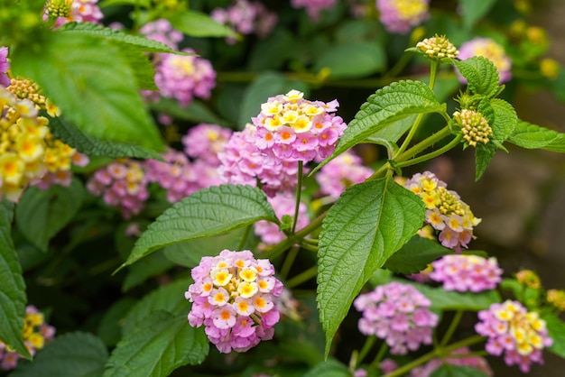 Lantana camara pospolita lantana to gatunek rośliny kwitnącej z rodziny werbeny Verbenaceae