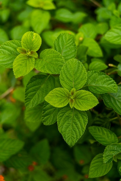 Lantana camara to gatunek rośliny kwitnącej z rodziny verbena