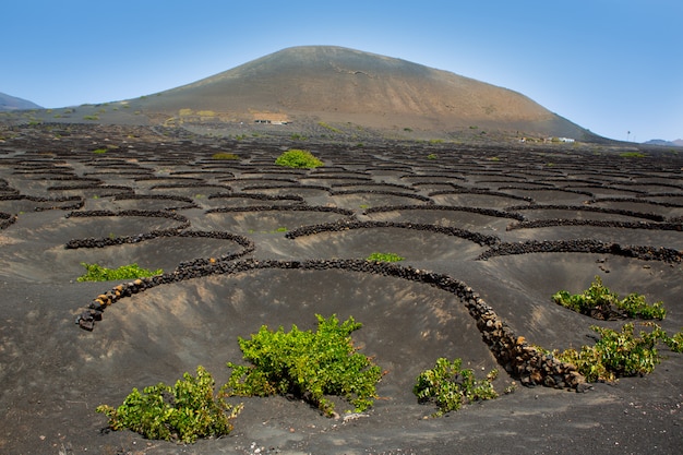Zdjęcie lanzarote la geria winnica na czarnej ziemi wulkanicznej