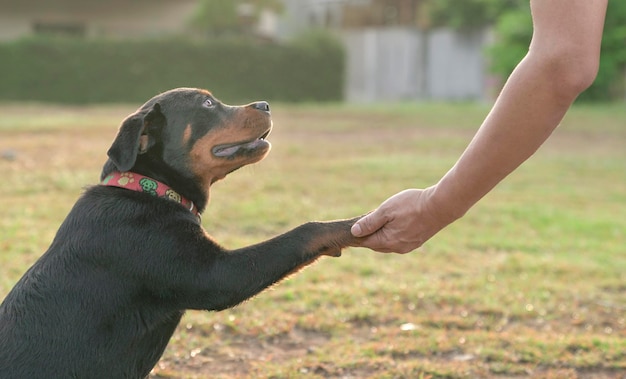 Łapa psa trzymająca ludzką rękę