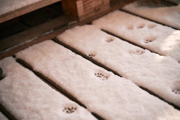 Łapy kota na świeżym śniegu Ślady kota na śniegu Ślady kota na świeżym śniegu