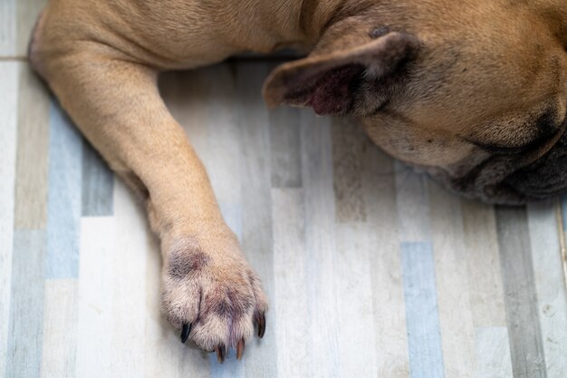 Łapy psa z chorobą skóry spowodowaną alergią leżącą na podłodze