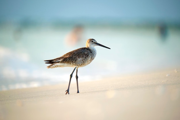 Largebilled Dowitcher Dziki Ptak Morski Szukający Pożywienia Nad Morzem Latem