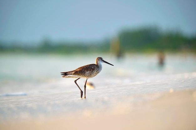 LargeBilled Dowitcher dziki ptak morski szukający pożywienia nad morzem latem