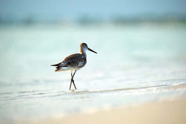 LargeBilled Dowitcher dziki ptak morski szukający pożywienia nad morzem latem