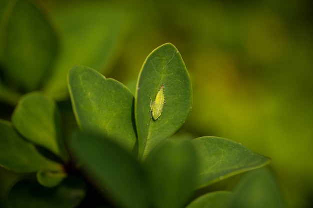 Larwa skoczka na zielonym czarnym liściu, niesamowita przyroda