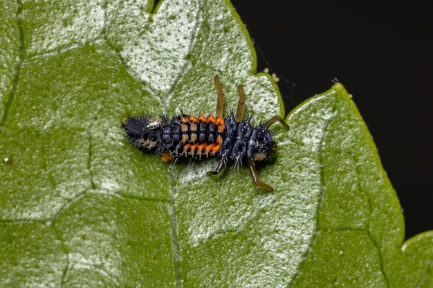 Larwy chrząszcza azjatyckiego z gatunku Harmonia axyridis jedzące mszyce na roślinie hibiskusa