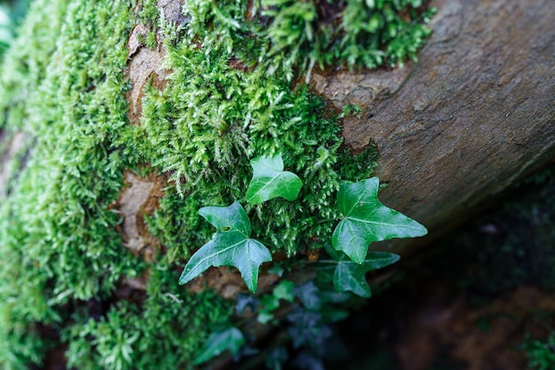 Las bluszczowy na korze drzewa porośniętego mchem Naturalność natury świeżość jasnozielony kolor