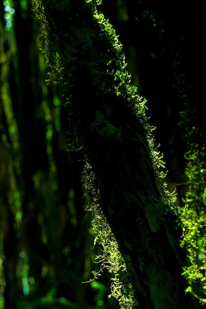 Las Bukszpanowy. Rize - Turcja