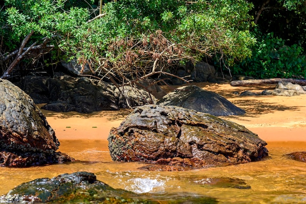 Las deszczowy i morze na Ilha Grande na zielonym wybrzeżu Rio de Janeiro