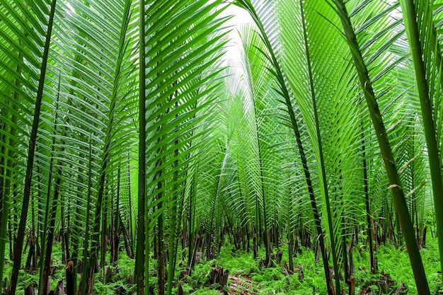 Las deszczowy transparent tło Zielone liście palmowe w tropikalnym lesie deszczowym Dioon edule Roślina również kno