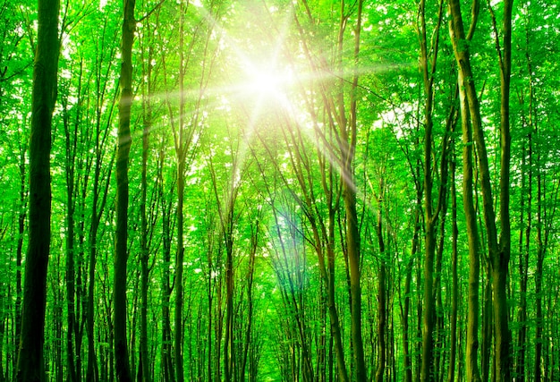 Las drzewa natura zielone drewno światło słoneczne tła xA