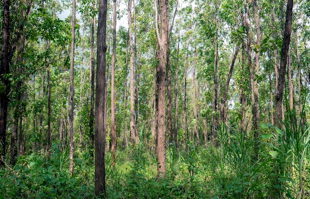 Las eukaliptusowy w Gunung Kidul Yogyakarta Indonezja