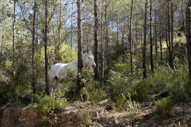 Zdjęcie las i biały koń, który ukrywa się w krzakach natura z zwierzętami