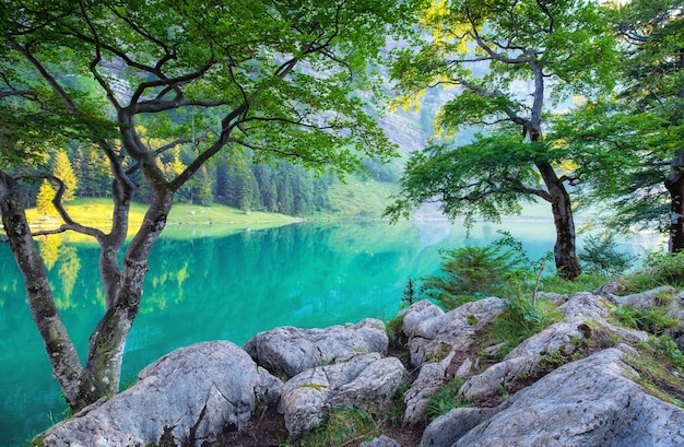 Zdjęcie las i jezioro w dolinie górskiej szwajcarii drzewo i woda krajobraz naturalny w szwajcarii w okresie letnim