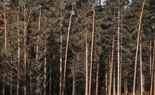 Las i niebo Górne gałęzie przeciw błękitne niebo w lasach Naturalne tło